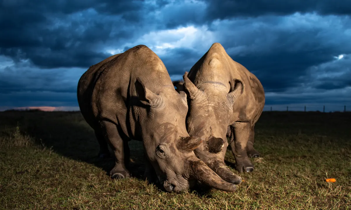 Two rhinos standing on the grass