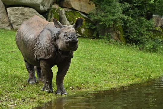 A rhino standing next to a body of water