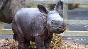 A baby rhino standing