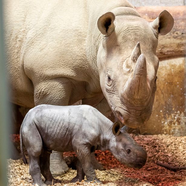 A baby rhino nursing from its mother