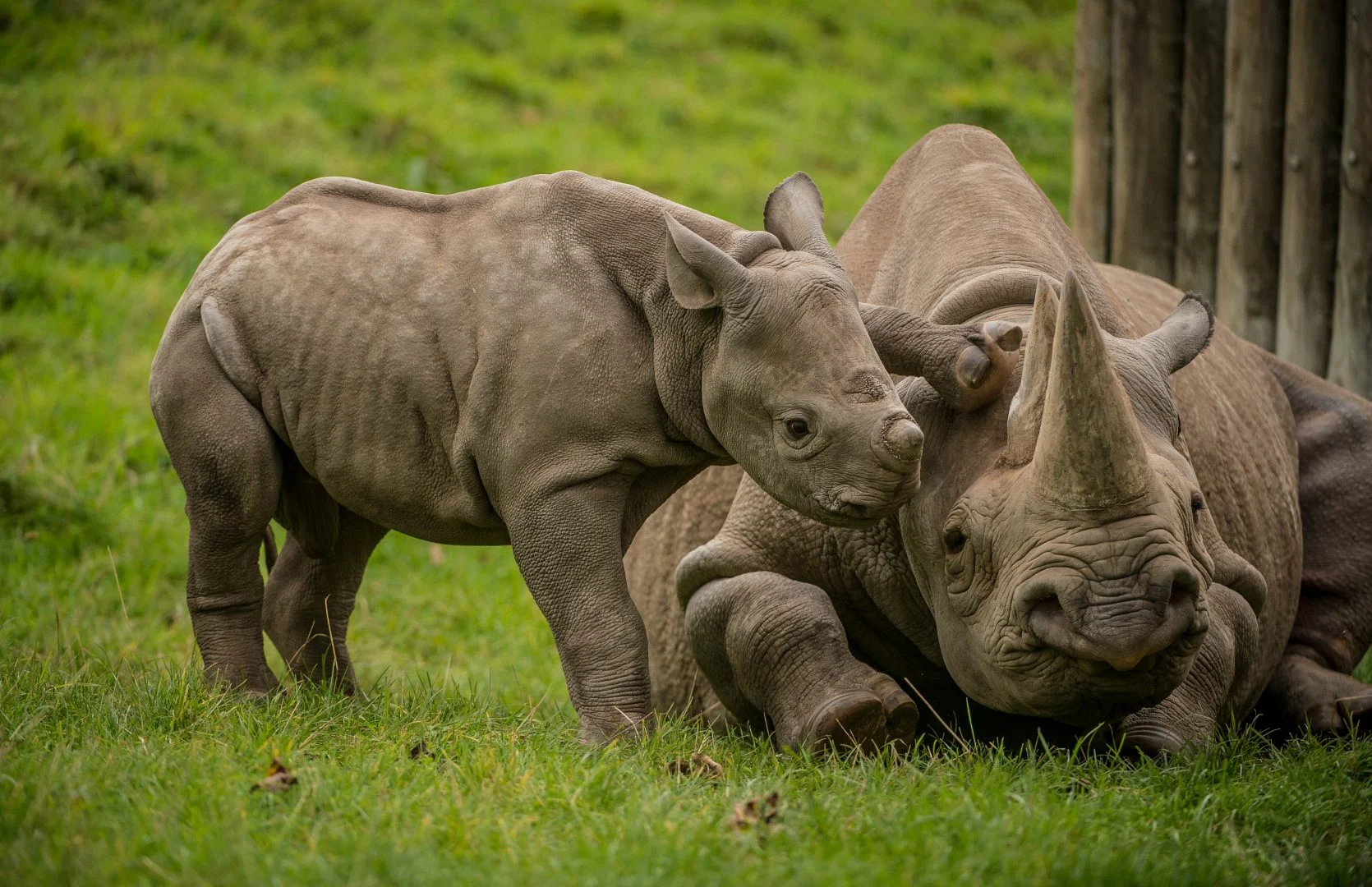 A baby and adult rhinos on the grass