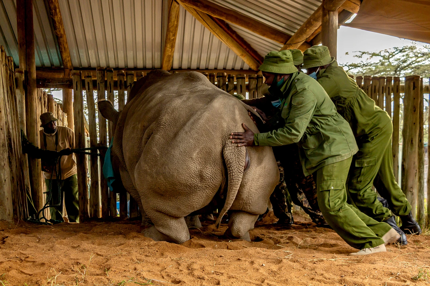 Rescuing Rhino