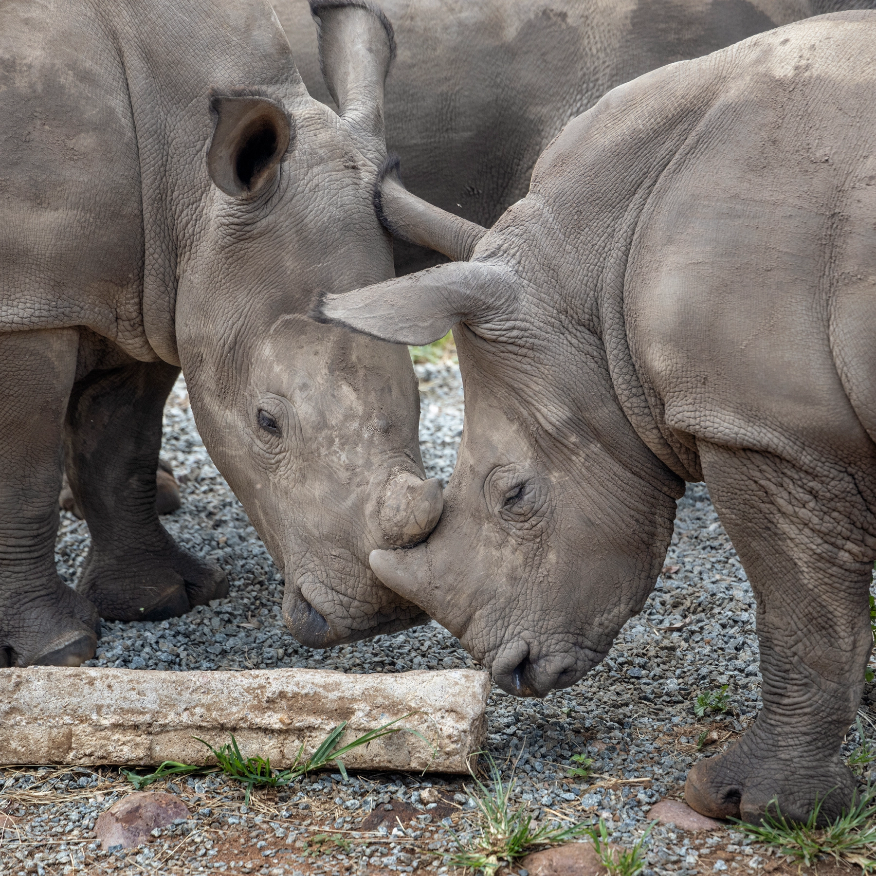 Two rhinos on standing next to each other